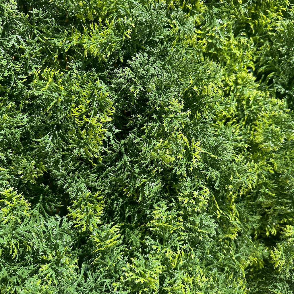 Jardín Vertical Cipres MZ188054A - Imagen 5